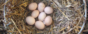 Bio Eier im Nest aus Stroh
