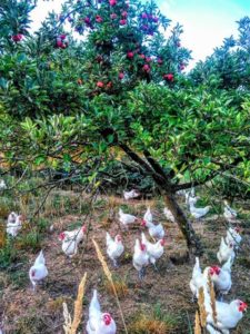 Les Bleues Bio Hühner im Garten